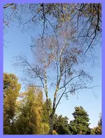 051.webp