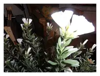 001.webp