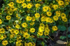 2014-10-08_65_Tierpark-Grimmen_.webp
