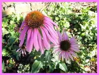 021.webp