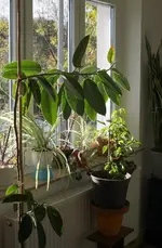 letzte_sonne_2.webp