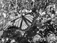 Monarch SW v.webp