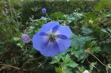 azure rush.webp