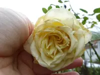 P1220737.webp