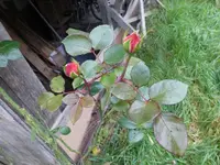P1220765.webp