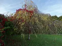 DSC03746.webp