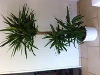 Yucca.webp