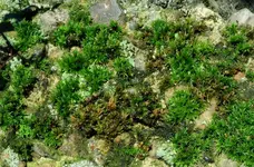 green (2).webp