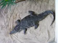 aquarium 008.webp
