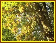 094.webp