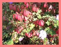 015.webp