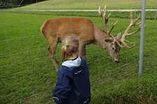 00004_Beim Damhirsch füttern.webp