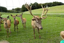 00006_Beim Damhirsch füttern.webp