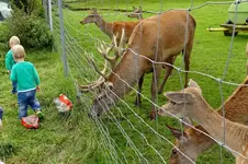 00049_Beim Damhirsch füttern.webp