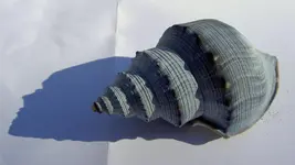 Muschel blau v.webp