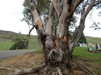 Copy of IMG_0601v.webp