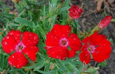 red (13).webp