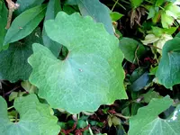 3. Garden (17)v.webp