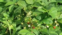 Moschuserdbeeren.webp