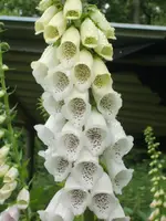 CIMG5736.webp