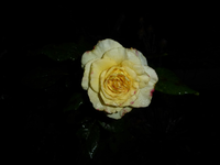 P1220689.webp