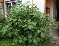 DSC09394.webp