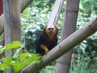103 colchester zoo.webp