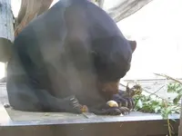 125 honigbär.webp