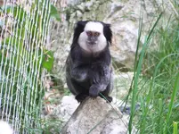 104 gibbon.webp