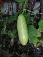 2014-10-18 Luffa.webp