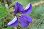 Clematis_29654.JPG