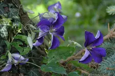 Clematis_29657a.webp