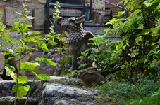 DSC_0273.webp