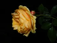 Rosen_2344.webp
