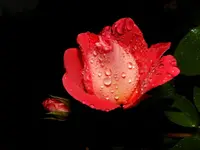 Rosen_2371.webp