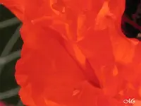 IMG_0317 türk Mohn.webp
