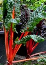 DSC_1052_Roter_Mangold.webp