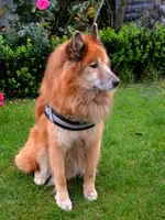 DSC_1053_roter_Hund.webp