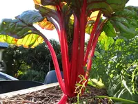 Silverbeetv.webp