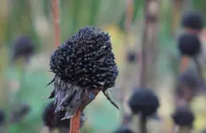 black (2).webp
