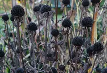 black (1).webp