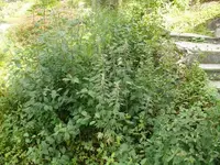 k-P1080098.webp
