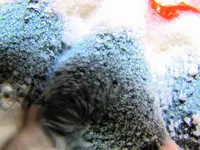 blauv.webp