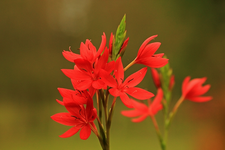 Spaltgriffel_olive_grün_rot2_700.webp