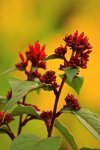 Hammerstrauch_grün_rot_Knospen_Blüten1_600.JPG