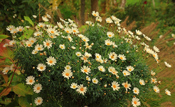 Margerite_weiss_gelb_grün_Knospen_Blüten_700.webp