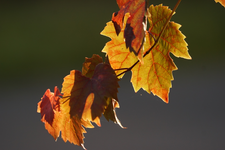 Weinlaub.webp
