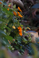 Susanne.webp