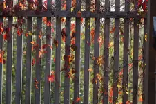 Sichtschutz.webp
