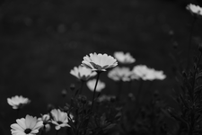 Margertite.webp